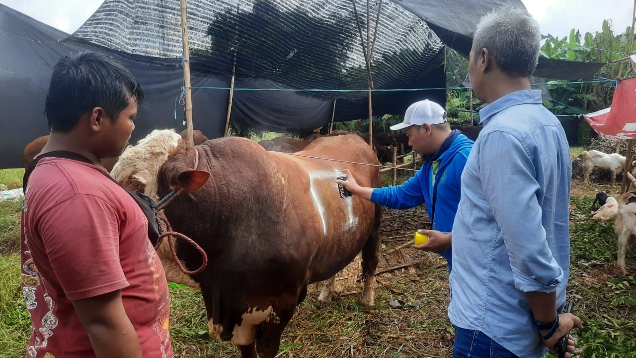PDAM Surya Sembada Surabaya Bagikan 12 Ekor Sapi Hewan Kurban
