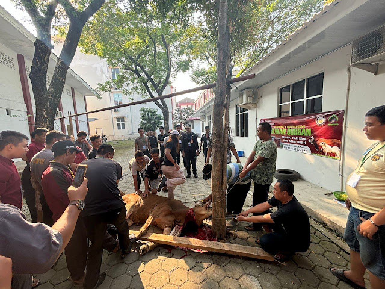 UNSIKA BERQURBAN: Perayaan Idul Adha 1445 H di Universitas Singaperbangsa Karawang