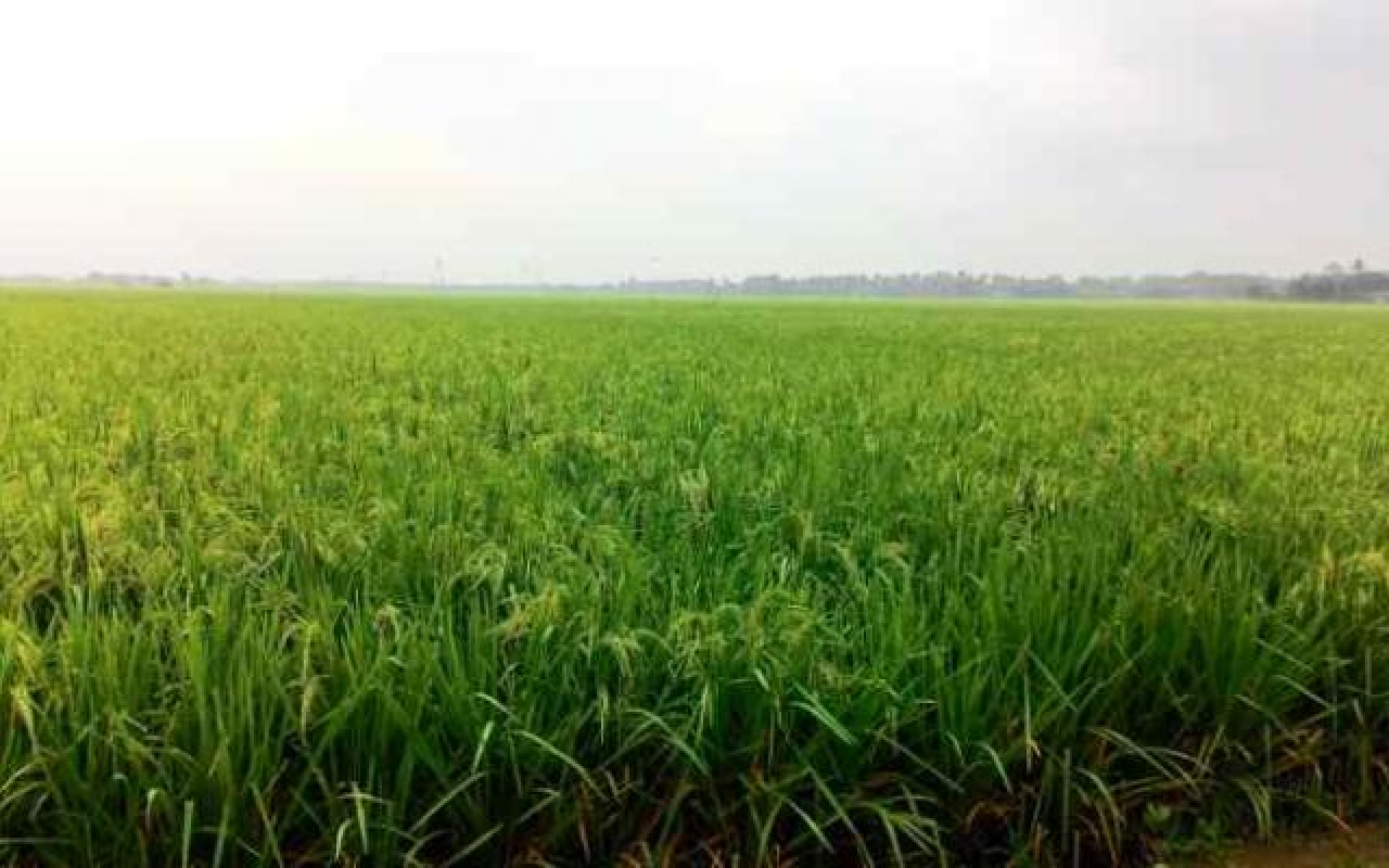 Ladang pertanian sawah milik aset dinas Pertanian Kabupaten Karawang (Foto: Dok @di rakyatjelata)