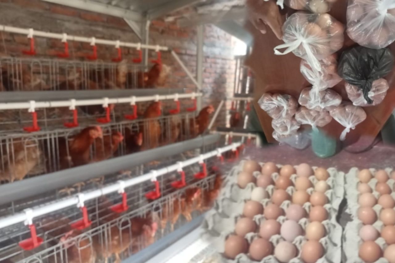 Program Gayatri di Tegalkodo, Baru 2 Bulan Ayam Sudah Bertelur 92 Persen