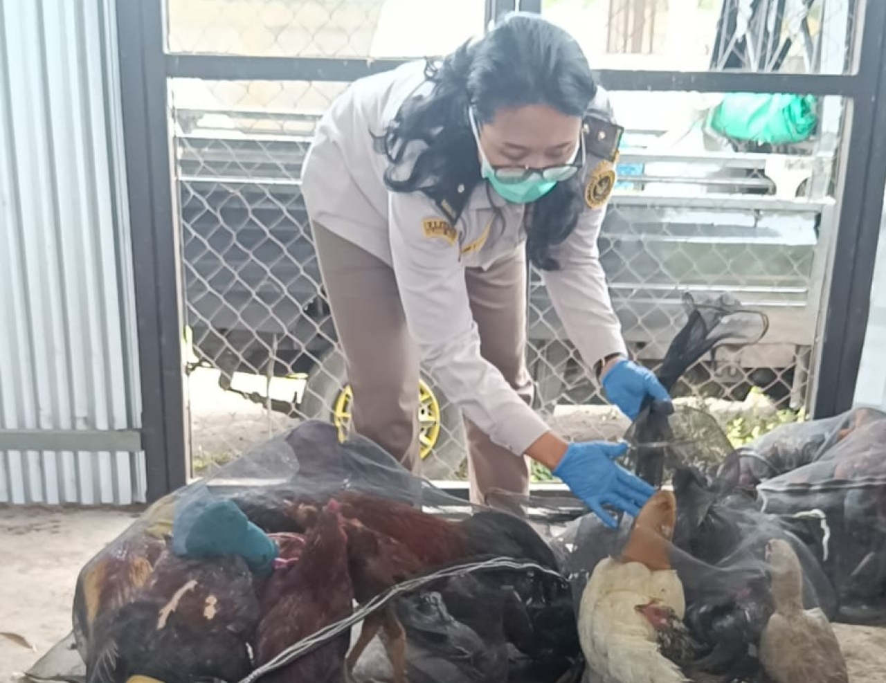Petugas karantina jatim menyita sejumlah ayam kampung ilegal, rencana unggas tersebut akan di pasok ke pulau Bali (Foto: Dok humas)