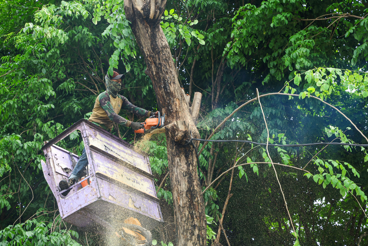 Peremajaan pohon tua kota Surabaya, bagian dari meningkatkan kewaspadaan di musim penghujan dengan menggencarkan program perantingan pohon secara rutin (Foto: Dok media info/rakyatjelata)