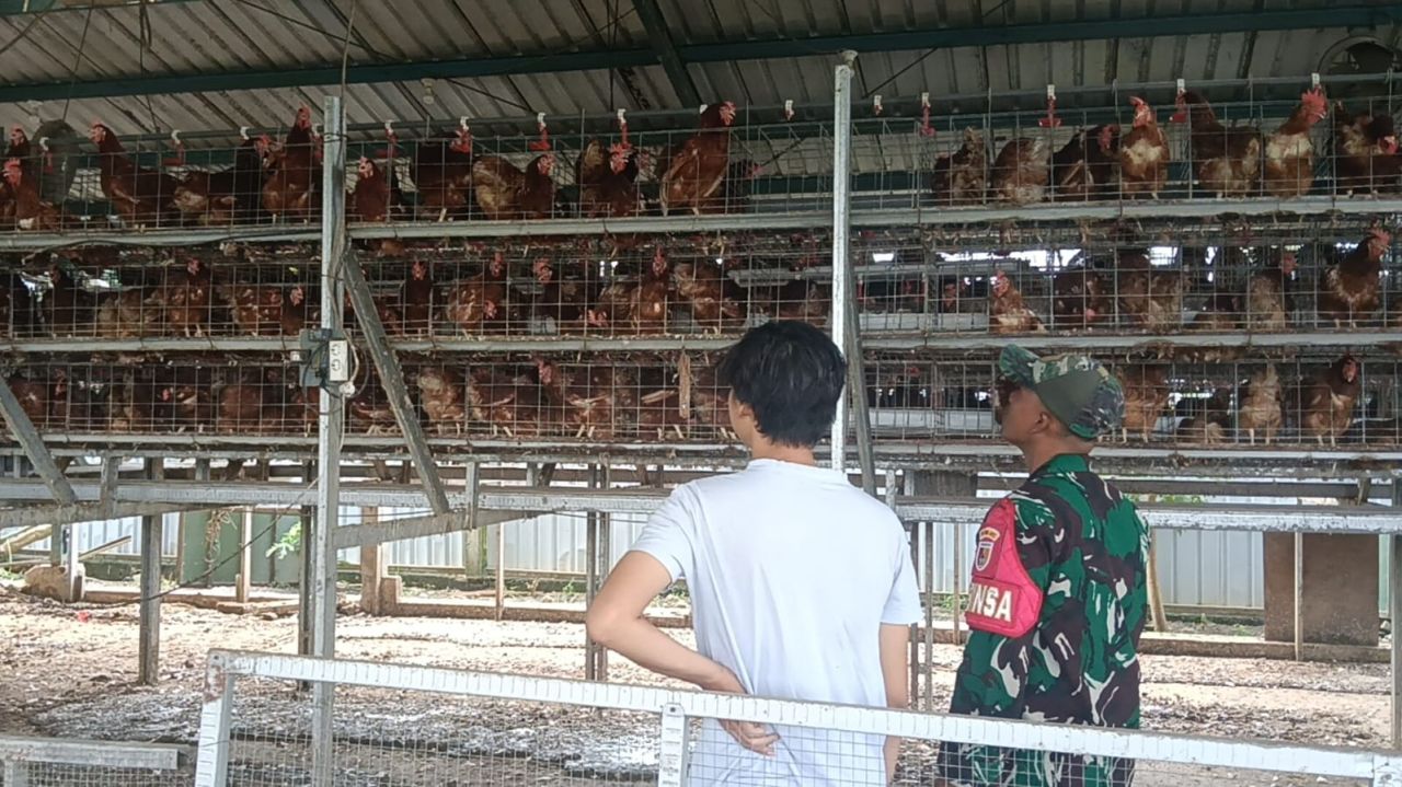 Komsos Babinsa Pengalangan, Upaya Dukung Usaha Peternakan Ayam Petelur Warga