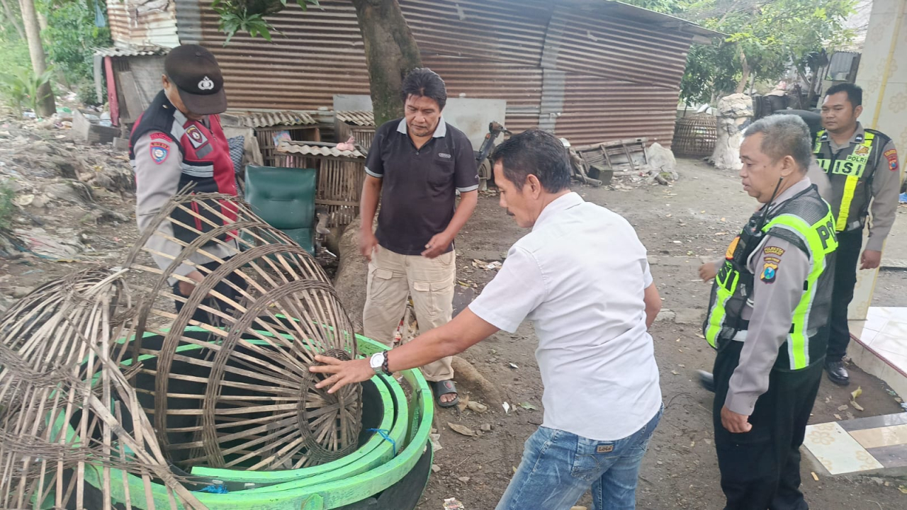 Arena sabung ayam yang kerap menjadi praktek judi darat, Polresta Sidoarjo saat membongkar arena di dua lokasi berbeda (Foto: Dok info media/rakyatjelata)
