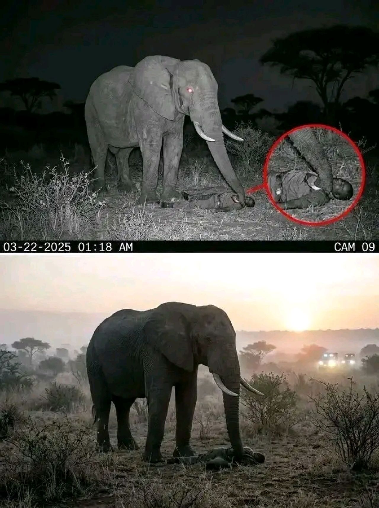 Kisah Menyentuh Mnumzane Gajah Yang Setia Menjaga Jasad Seorang ranger