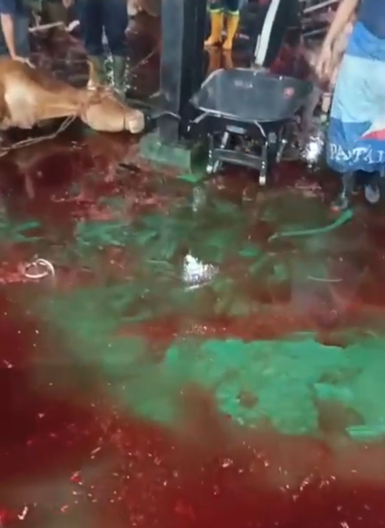 Foto : saat genangan air dan darah tidak bisa terserap dengan baik di drainase